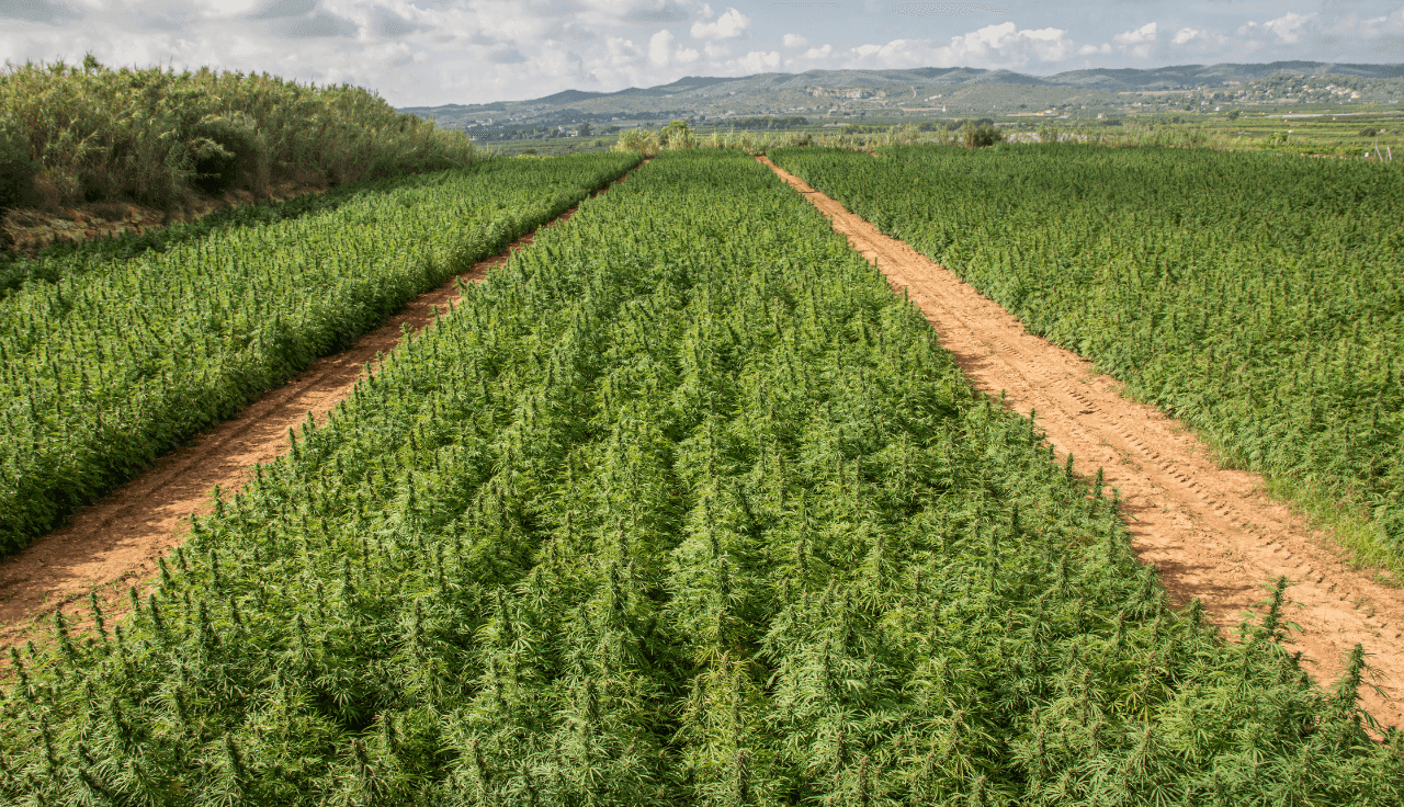 Weitläufiges Hanffeld mit klaren Reihen